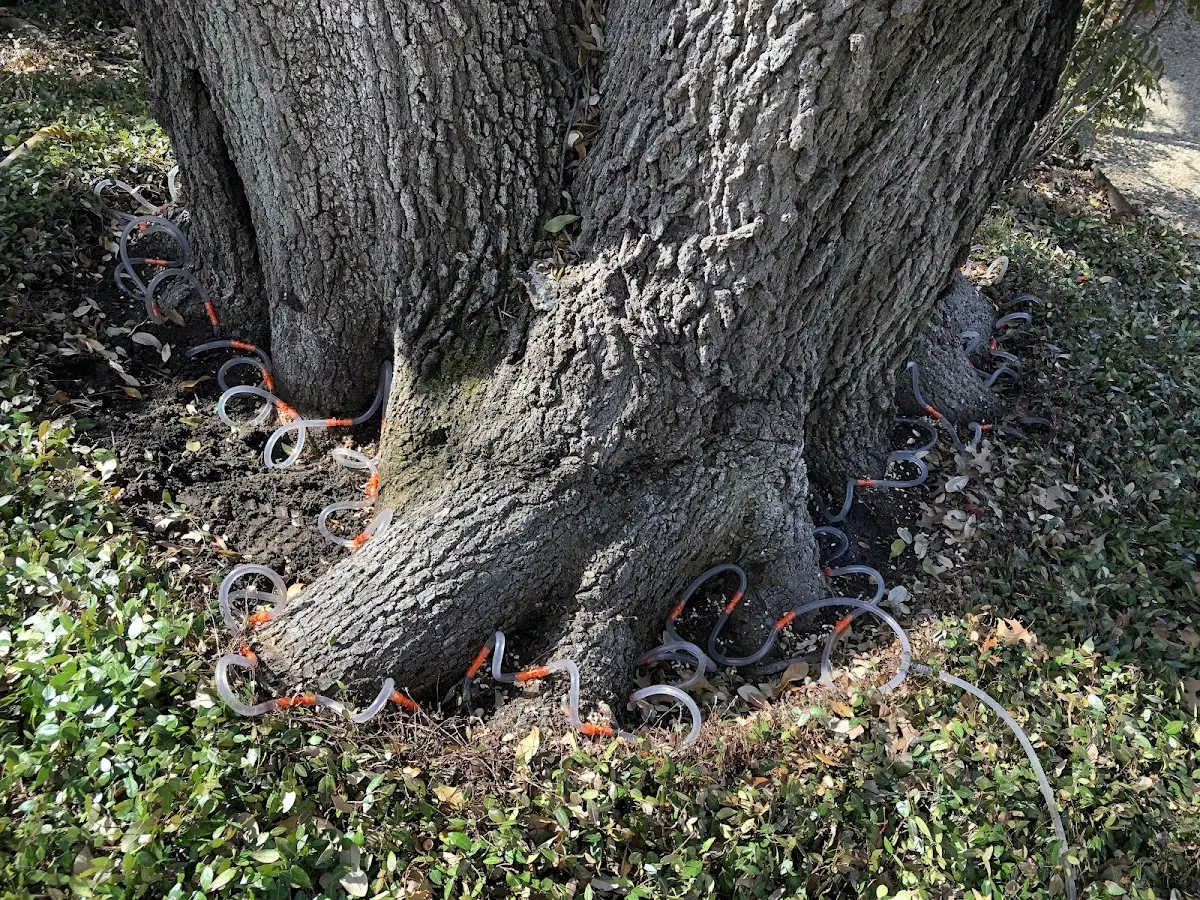 Detailed Tree Cabling and Bracing job site in Loxahatchee